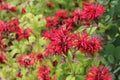 Monarda didyma. Scarlet beebalm, wild bergamot in garden. Royalty Free Stock Photo