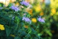 Monarda didyma. Scarlet beebalm, wild bergamot in garden. Royalty Free Stock Photo