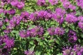 Monarda didyma. Scarlet beebalm, wild bergamot in garden. Royalty Free Stock Photo