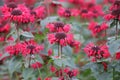 Monarda didyma. Scarlet beebalm, wild bergamot in garden. Royalty Free Stock Photo