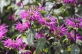 Monarda didyma. Scarlet beebalm, wild bergamot in garden. Royalty Free Stock Photo