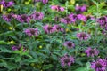 Monarda didyma. Scarlet beebalm, wild bergamot in garden.