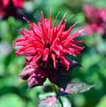 Monarda fistulosa, Royalty Free Stock Photo