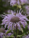 Monarda fistulosa 04 Royalty Free Stock Photo