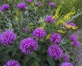 Monarda Fistulosa Royalty Free Stock Photo