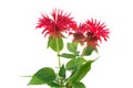 Monarda flower Royalty Free Stock Photo