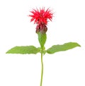 Monarda flower Royalty Free Stock Photo