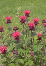 Monarda flowers are red in the garden on the background of decorative grass