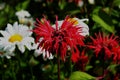 Monarda is a genus of flowering plants in the mint family, Lamiaceae. The genus is endemic to North America Royalty Free Stock Photo