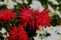 Monarda is a genus of flowering plants in the mint family, Lamiaceae. The genus is endemic to North America Royalty Free Stock Photo