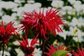 Monarda is a genus of flowering plants in the mint family, Lamiaceae. The genus is endemic to North America Royalty Free Stock Photo