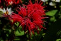 Monarda is a genus of flowering plants in the mint family, Lamiaceae. The genus is endemic to North America Royalty Free Stock Photo