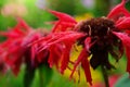 Monarda is a genus of flowering plants in the mint family, Lamiaceae. The genus is endemic to North America Royalty Free Stock Photo