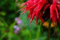 Monarda is a genus of flowering plants in the mint family, Lamiaceae. The genus is endemic to North America Royalty Free Stock Photo