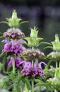 Monarda, Lemon beebalm