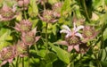 Monarda Pink Bee Balm Plant Royalty Free Stock Photo