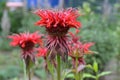 Monarda red.the stem of the green leaves hang. Royalty Free Stock Photo