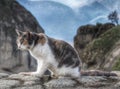 Monastery cat