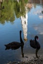 Monastery pond with two black swans and reflection of tower of the Nikolo-Ugreshsky Monastery of the Russian Orthodox Church
