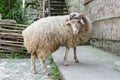 Monastery sheep posing