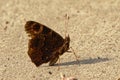 Monochrome brown butterfly sitting in the sand, selective focus Royalty Free Stock Photo