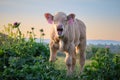 Monday morning. Cute calf yawning at sunrise