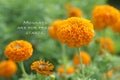 Monday motivational quote - Mondays are for fresh starts. Inspirational words concept with nature background of orange marigold Royalty Free Stock Photo