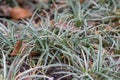 Mondo grass Ophiopogon planiscapus Little Tabby, a ground cover with variegated leaves Royalty Free Stock Photo