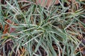 Mondo grass Ophiopogon planiscapus Little Tabby, ground cover with variegated leaves Royalty Free Stock Photo