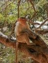 Moneky at  Yaganti shiva  kshatram ,Kurnool ,AP,india religious place Royalty Free Stock Photo