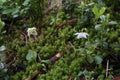 Moneses uniflora - Wild plant shot in the spring Royalty Free Stock Photo