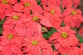 Monet Poinsettia (Euphorbia pulcherrima)