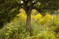 Monet's garden in Giverny, France