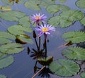 Monet Type Water Lillies with Reflection Royalty Free Stock Photo