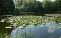 Monet understood. Ponds with waterlilies are gorgeous Royalty Free Stock Photo