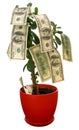 Monetary tree Royalty Free Stock Photo