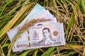 Money banknote thai baht at rice field in harvest season, money and paddy rice, trading or selling concept Royalty Free Stock Photo