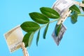 Money bills on clothespins on a branch of a money tree on a blue background. Royalty Free Stock Photo