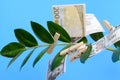 Money bills on clothespins on a branch of a money tree on a blue background. Royalty Free Stock Photo