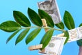 Money bills on clothespins on a branch of a money tree on a blue background. Royalty Free Stock Photo