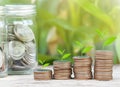 Money coin stack growing with tree nature sunlight background. Business Finance and money saving concept Royalty Free Stock Photo