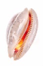 Money cowry Royalty Free Stock Photo