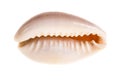 Money cowry over white Royalty Free Stock Photo