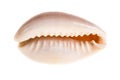 Money cowry over white