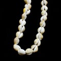 Money cowry sea shell necklace