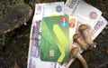 Money credit card and mushrooms - Russia Berezniki 8 Aug 2017