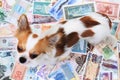 money different banknotes with chihuahua