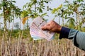 Money in farmer hand at cassava plantation land, hand holding banknote thai baht, cassava or tapioca trading or selling concept