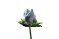 Money flower