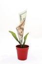 Money Flower